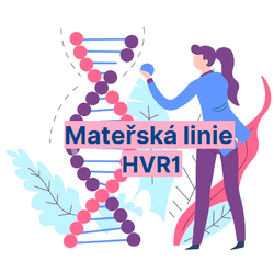 Mateřská linie základní - HVR1