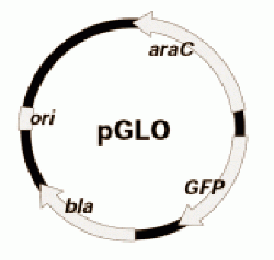 Genetická transformace bakterií - pGLO