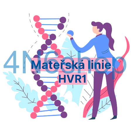Mateřská linie základní - HVR1